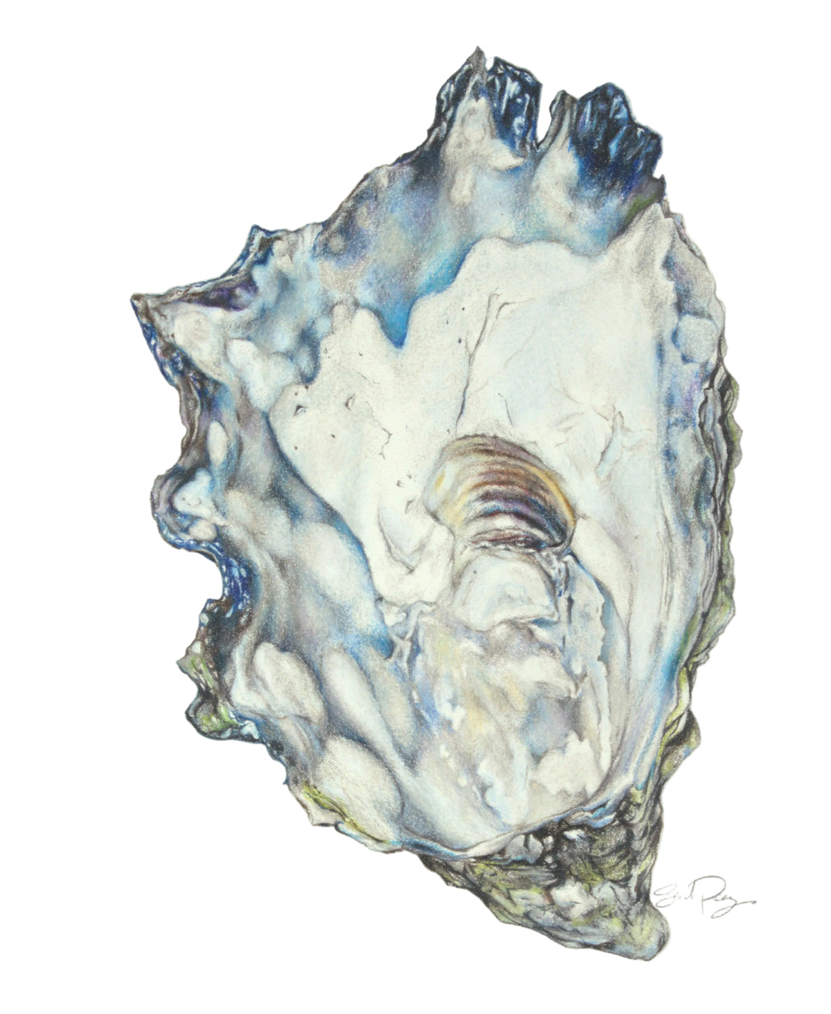 Blue Oyster Study- Original Artwork