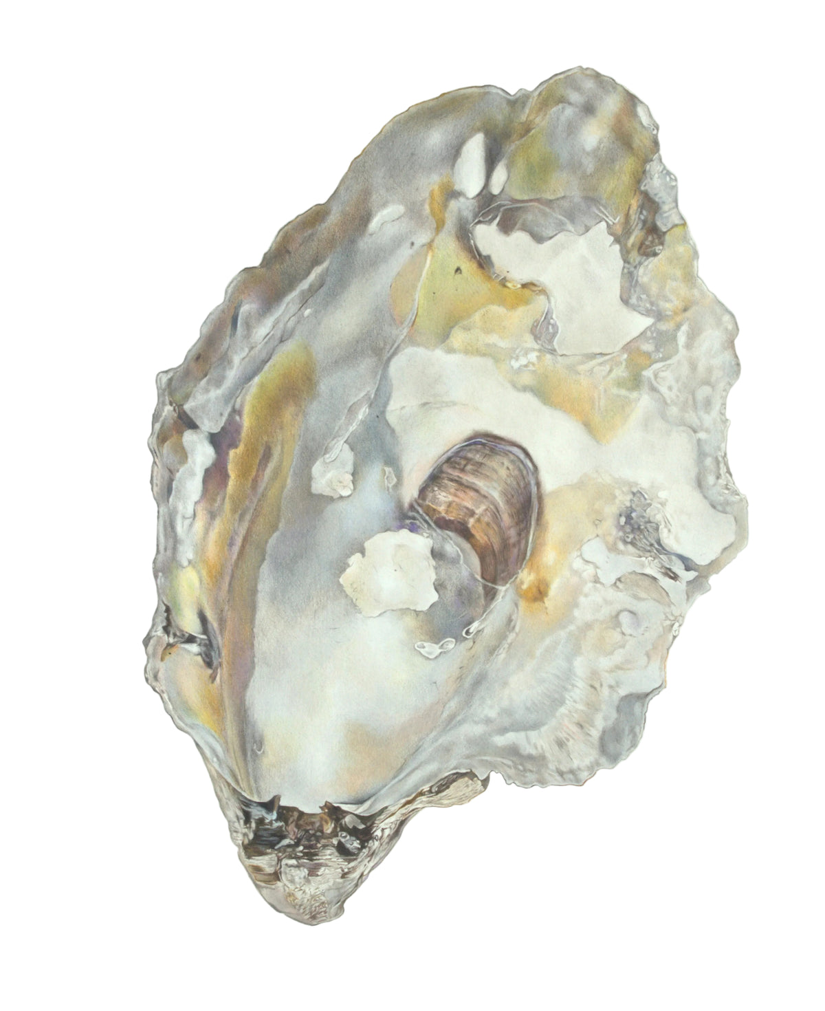 Purple and Gold Oyster - Original Artwork