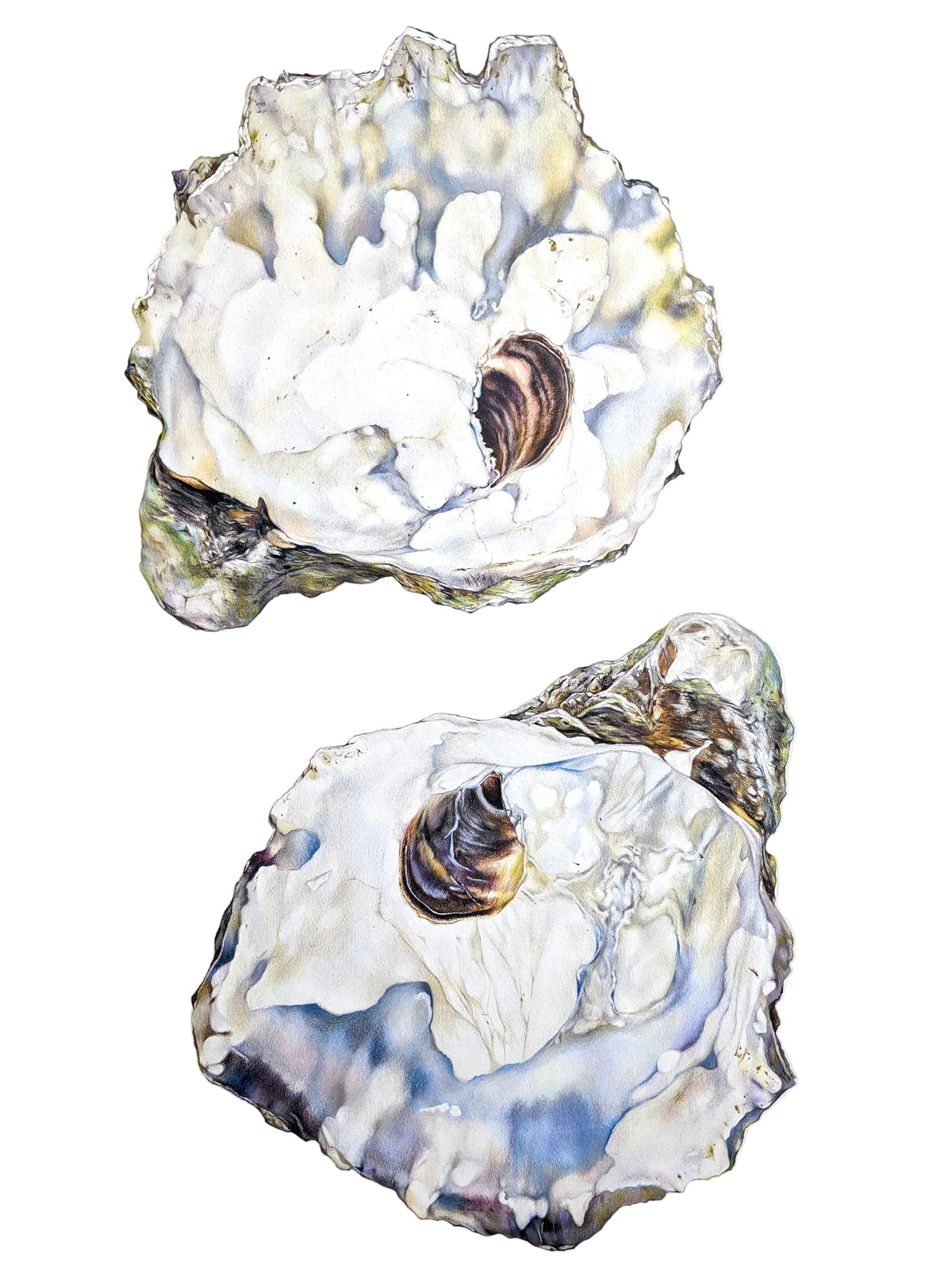 Kumomoto Oysters - Original