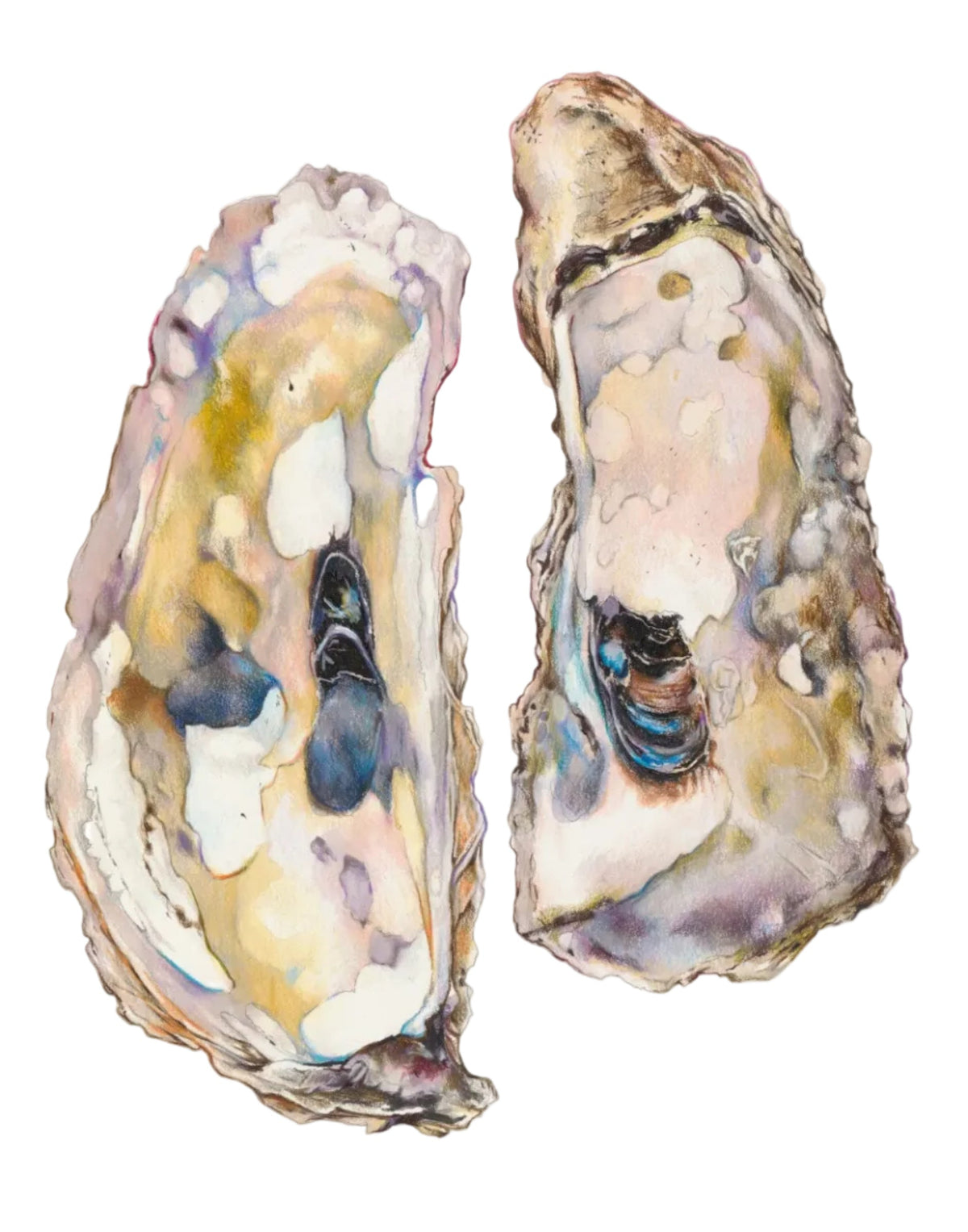 Pastel Oyster Pair Print