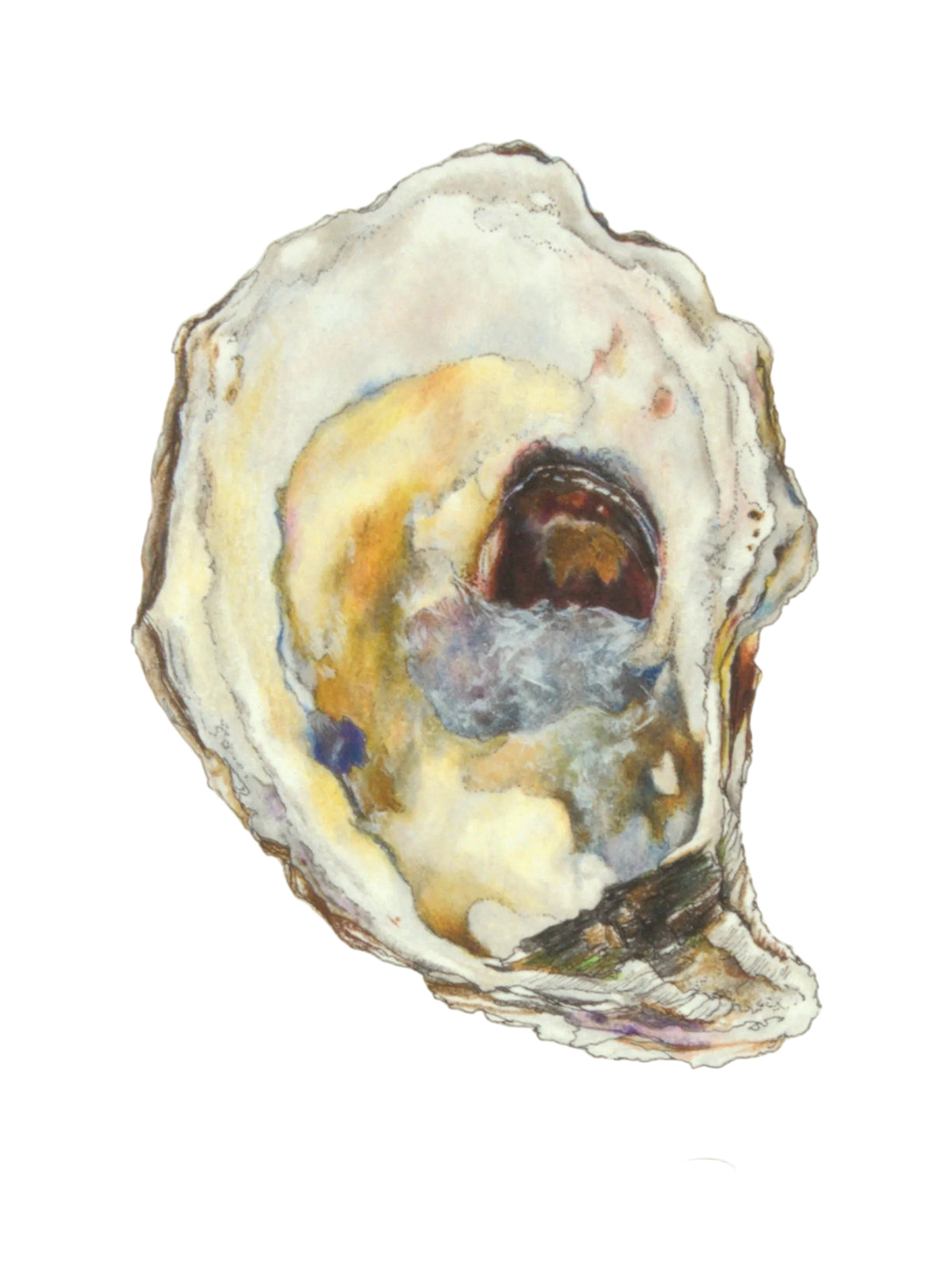 Shell Study 1 - Prints